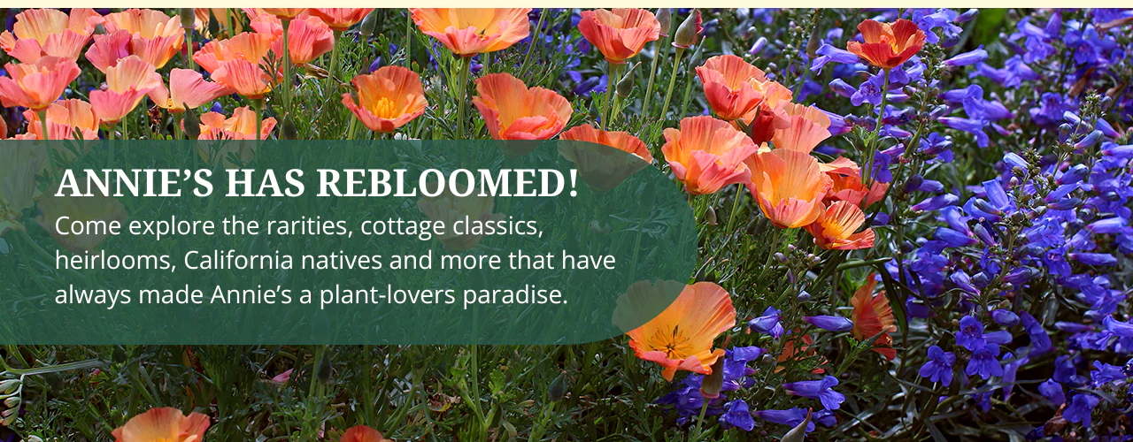 Rare Blooms for Extraordinary Gardens