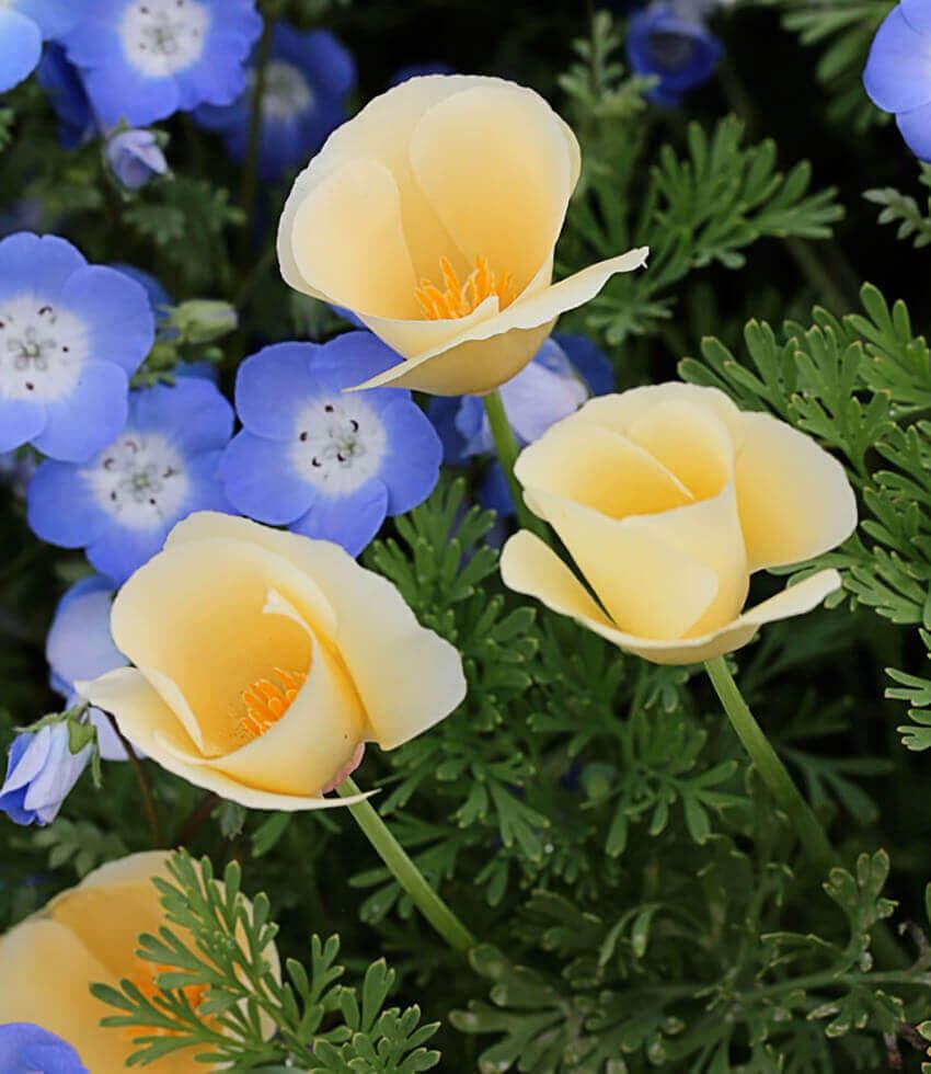 Sale - Annuals
